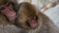makak animal-3892140 1280